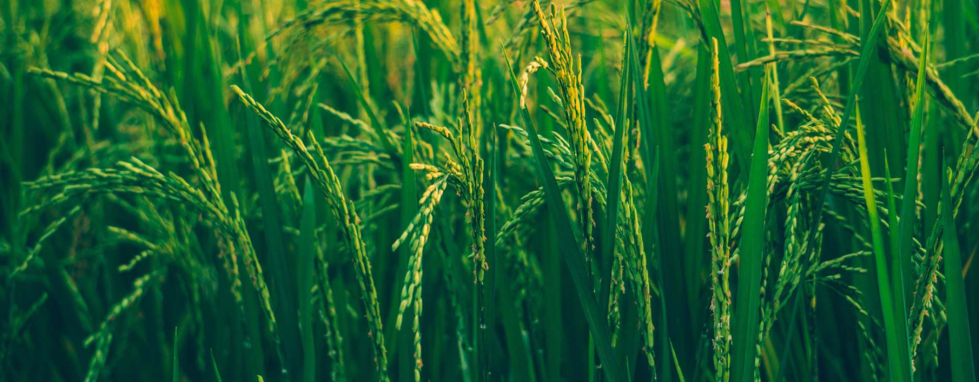 ĐỐI TÁC TIN CẬY