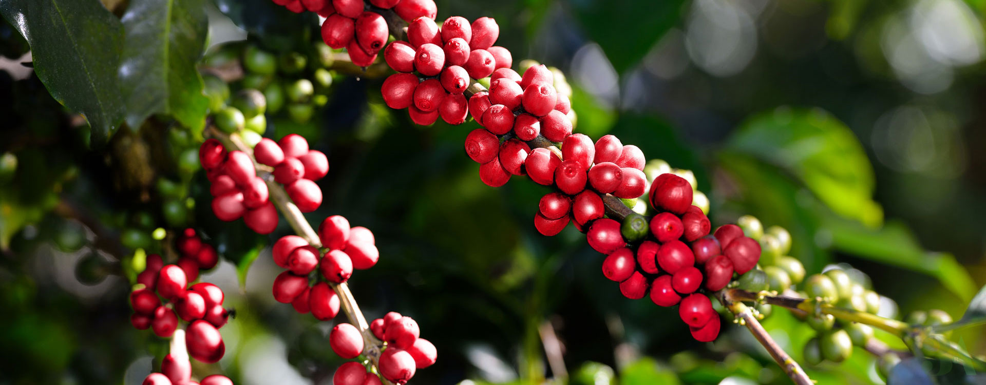 phát triển bền vững